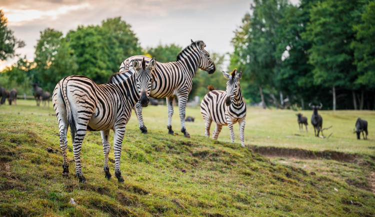 Za vysvědčení za osmdesát korun. Safari Park chystá akci pro děti