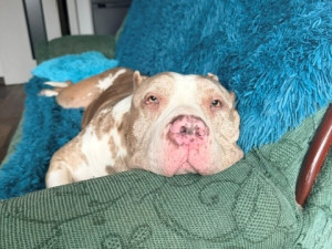 Daisy má za sebou těžkou operaci, teď jí čeká náročná a nákladná rekonvalescence