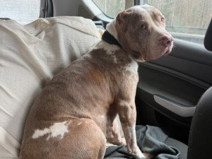 Daisy má za sebou těžkou operaci, teď jí čeká náročná a nákladná rekonvalescence