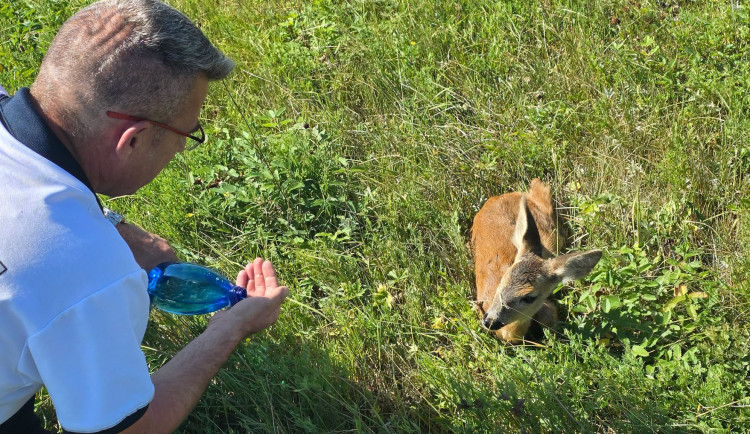 Policisté zachránili na Chebsku vyděšeného srnečka. Pobíhal u frekventované silnice