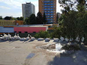 FOTO : Hasiče zaměstnal silný vítr, vyjížděli k desítkám případů