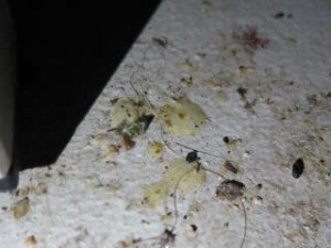 Inspekce uzavřela restauraci v Karlových Varech. Uvnitř našla exkrementy a plesnivé zdi