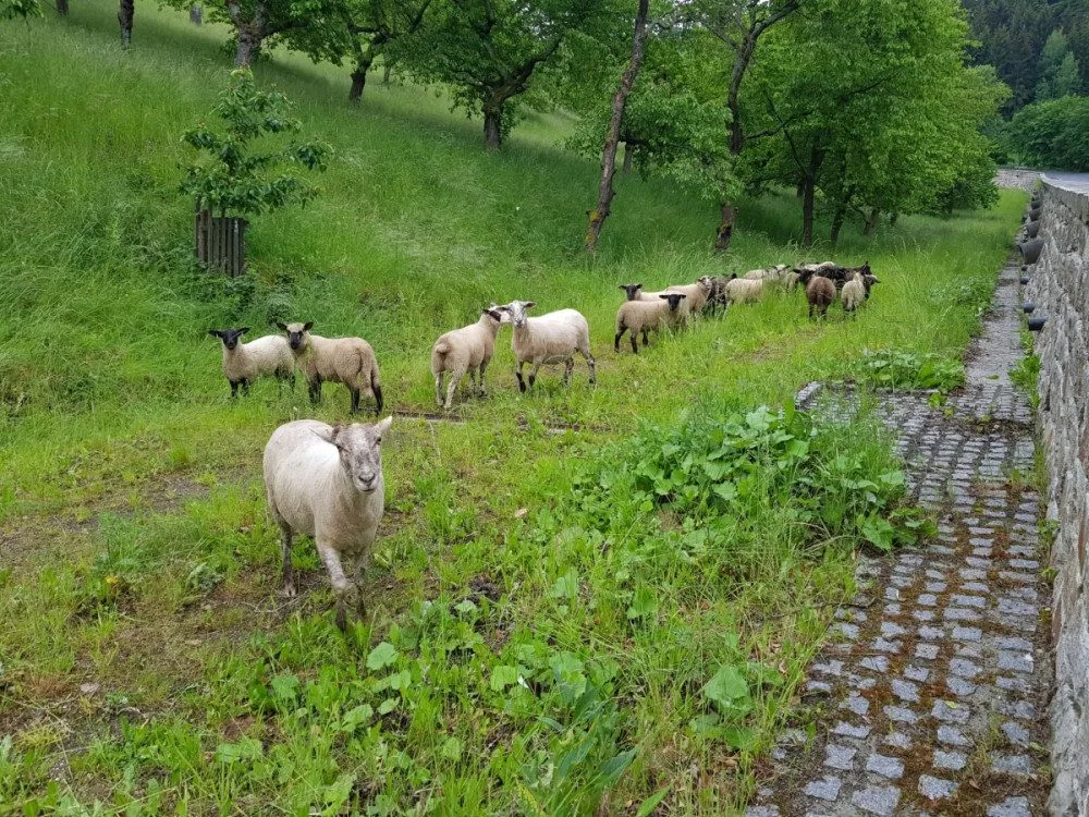 Ovce v sadu na ulici Stará pražská
