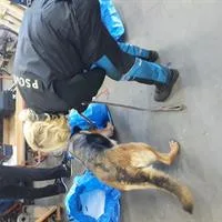 Drogy jsou stále v módě, celníci jich letos v kraji zabavili už téměř za milion korun