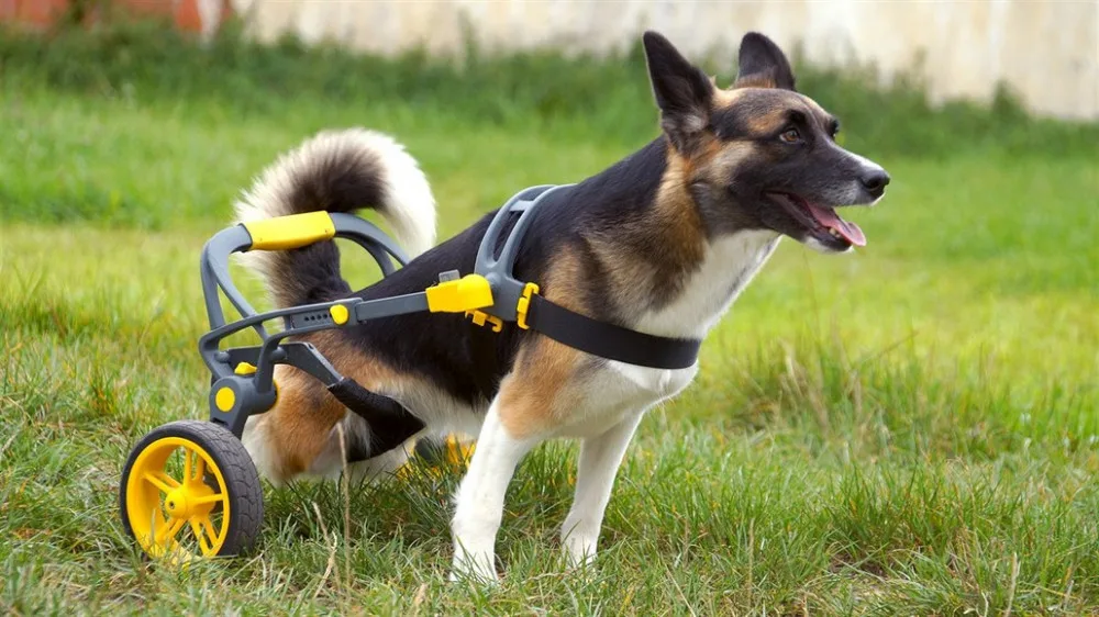 Česká firma vyrábí invalidní vozíky pro handicapované pejsky