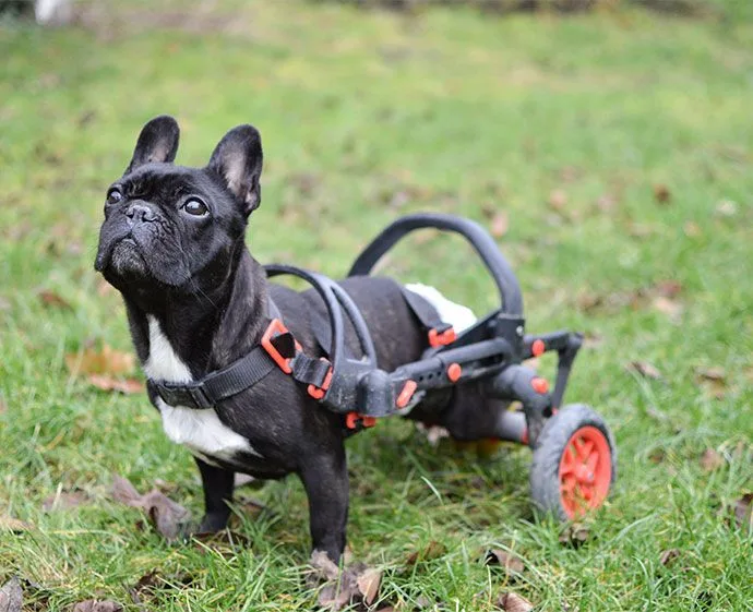Česká firma vyrábí invalidní vozíky pro handicapované pejsky