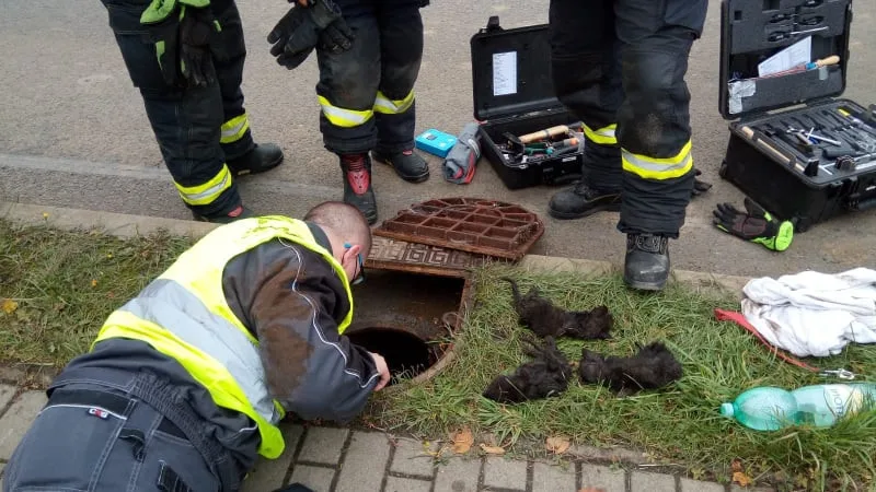 Záchrana koťat uvězněných v kanálu trvala deset hodin