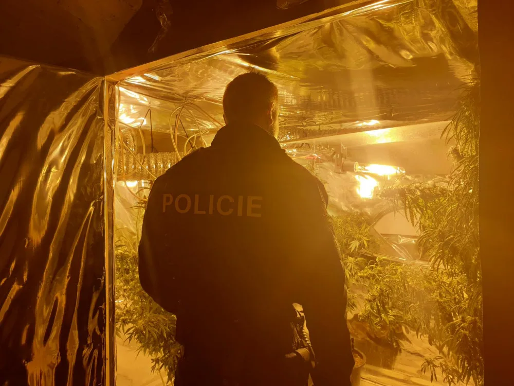 Pěstírnu konopí nalezli policisté v rodinném domku na Sokolovsku