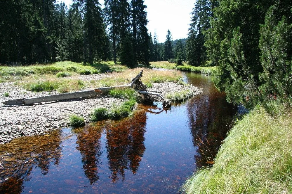 Příroda nejde naplánovat, říká Pavel Hubený, ředitel Národního parku Šumava