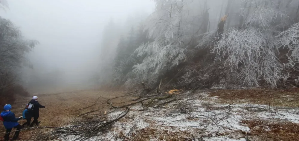 Pod tíhou ledu se lámou i stromy na hřebenech Krušných hor