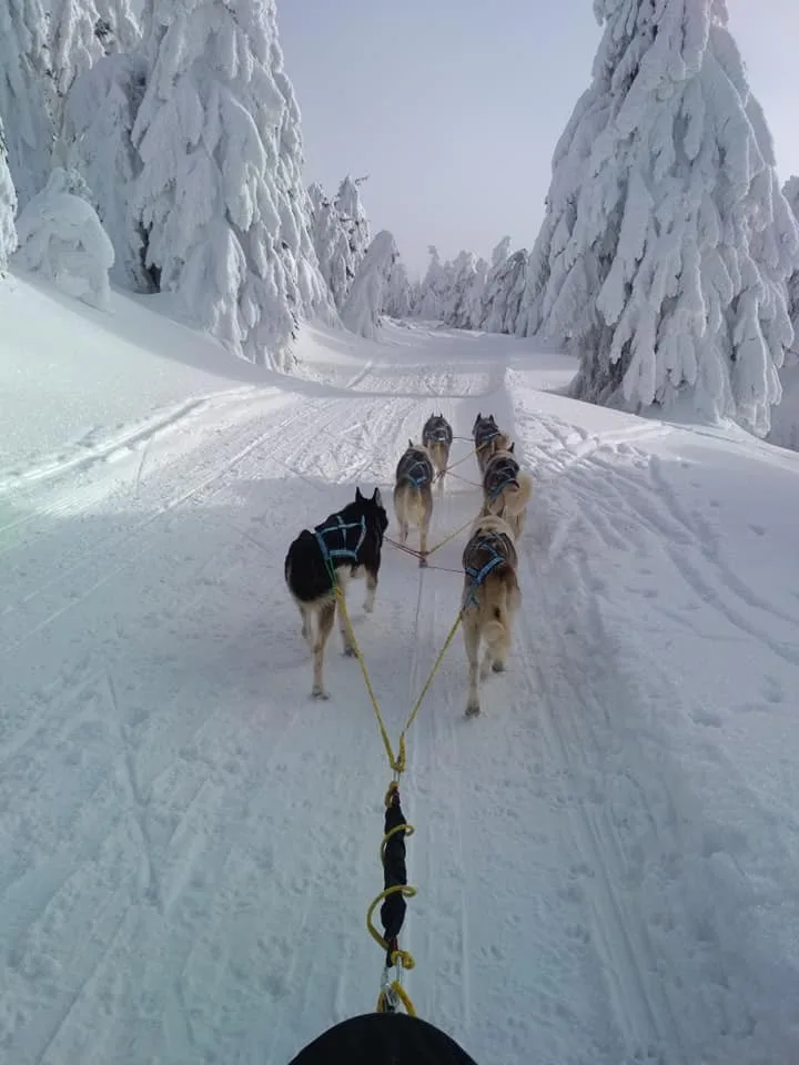 (NE)OBYČEJNÝ: My jim jen poskytujeme radost, sportovec je ten pes a ne člověk, říká zkušený musher Petr Gurega