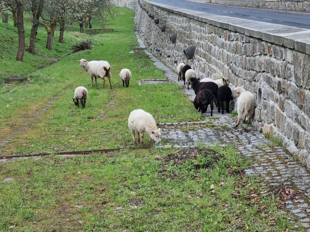 Živé sekačky se vrací do třešňového sadu v Karlových Varech, ve stádu skotačí několik jehňat