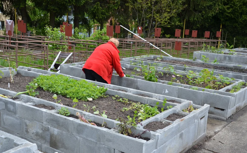 Projekt zahrada seniorů slaví úspěch, zájemců je více než záhonů