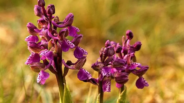 Ochránci přírody zachraňují poslední orchideje na hoře Vladař.