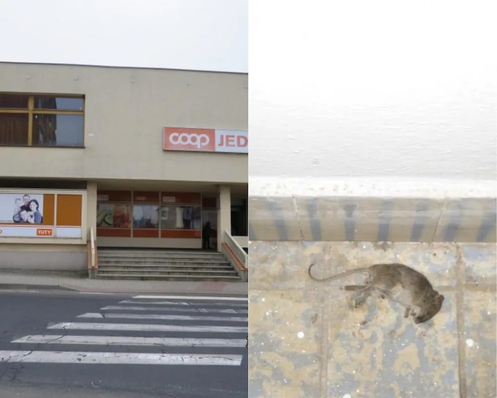 Prodejna potravina na Karlovarsku byla plná mrtvých myší