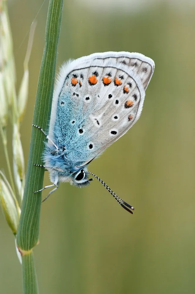 butterfly-gba252446b_1280