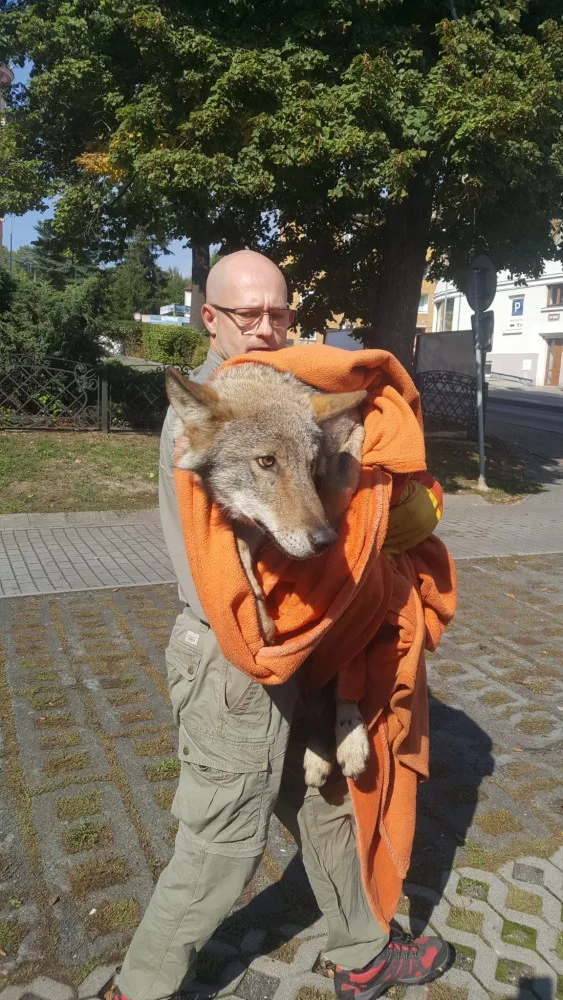 Vážně zraněný vlk sražený autem zůstává v péči záchranné stanice, nemůže se postavit na nohy