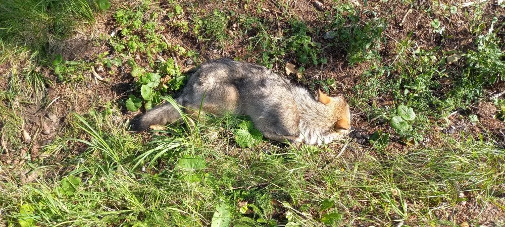 Vážně zraněný vlk sražený autem zůstává v péči záchranné stanice, nemůže se postavit na nohy