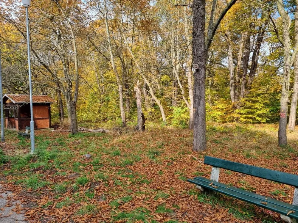 Jírovce v lázeňských lesích nahradí třešňový sad. Původní stromy jsou napadené.