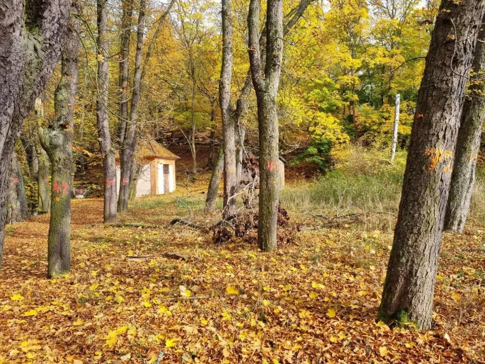V lázeňských lesích hnijí jírovce. Pokácíme je a vysadíme třešně, hlásí lesníci