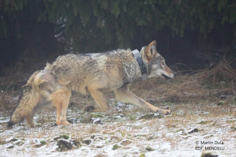 Vlka, který se zranil v Krušných horách, ochranáři vypustili zpět do přírody