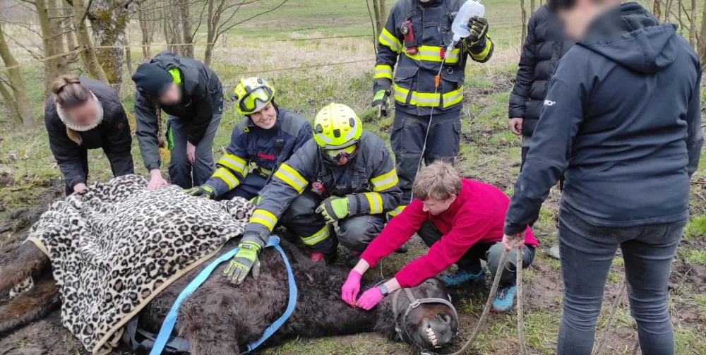 Hasiči znovu bojovali o život koně, který uvízl ve špatně přístupném terénu. I tentokrát zvíře nepřežilo
