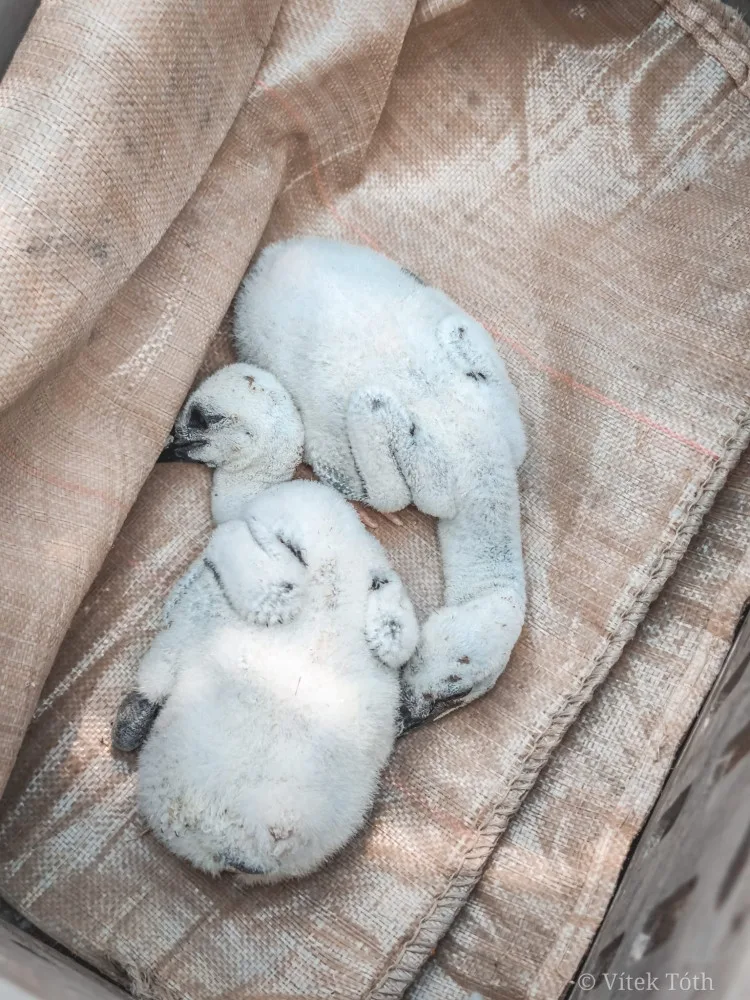 Hasiči zachraňovali z komína v Teplé dvě osiřelá čapí mláďata, bez pomoci by uhynula