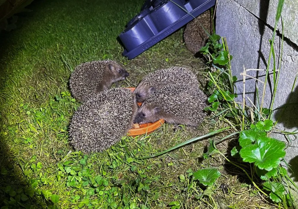 Kompletní rodinka pohromadě, paní ježková zcela vzadu