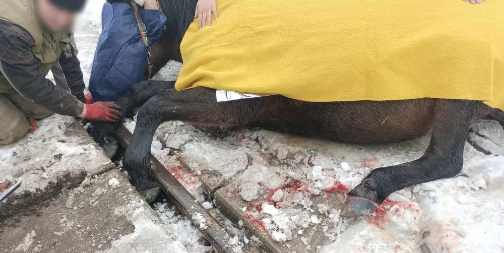 Kůň se zaklínil předními kopyty mezi koleje a betonový nájezd, na místo zamířili hasiči i veterinář