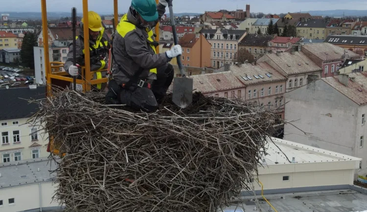Pracovníci hobbymarketu upravili staré hnízdo čápů na 24 metrů vysokém komíně, práci jim ztěžoval vítr a zima