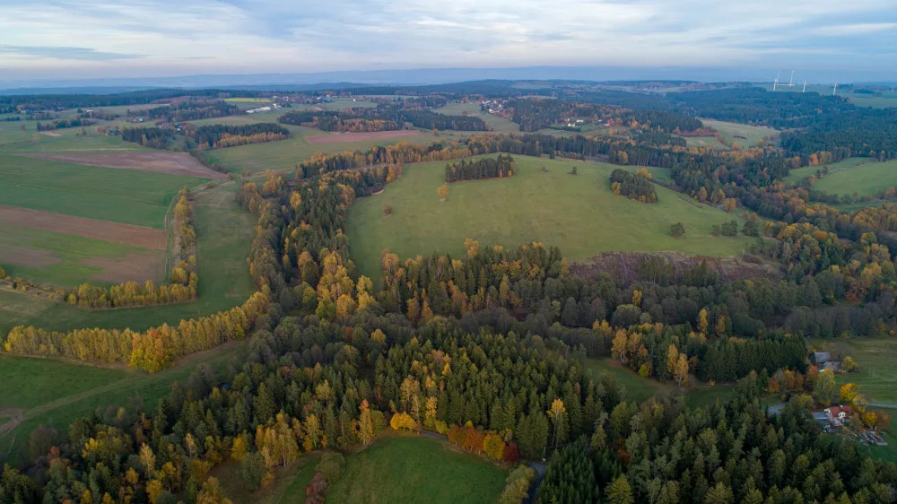 Symbolem CHKO Slavkovský les je ohrožená a chráněná prha arnika