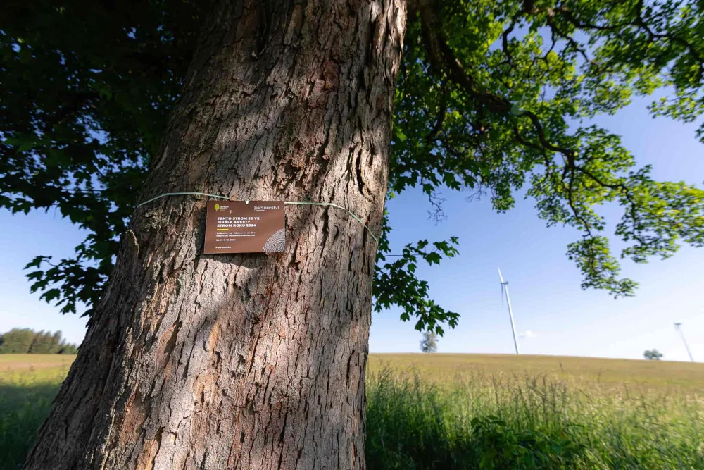 Více než stoletý javor ze zaniklé obce na Chebsku se probojoval do finále soutěže Strom roku