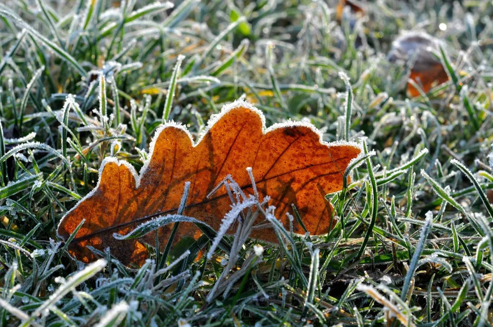 Během víkendu mohou do Karlovarského kraje dorazit přízemní mrazíky