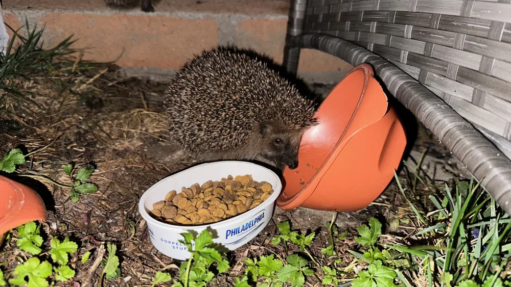 Ježkům zbývá několik posledních dní, aby se dostatečně vykrmili předtím, než upadnou do zimního spánku