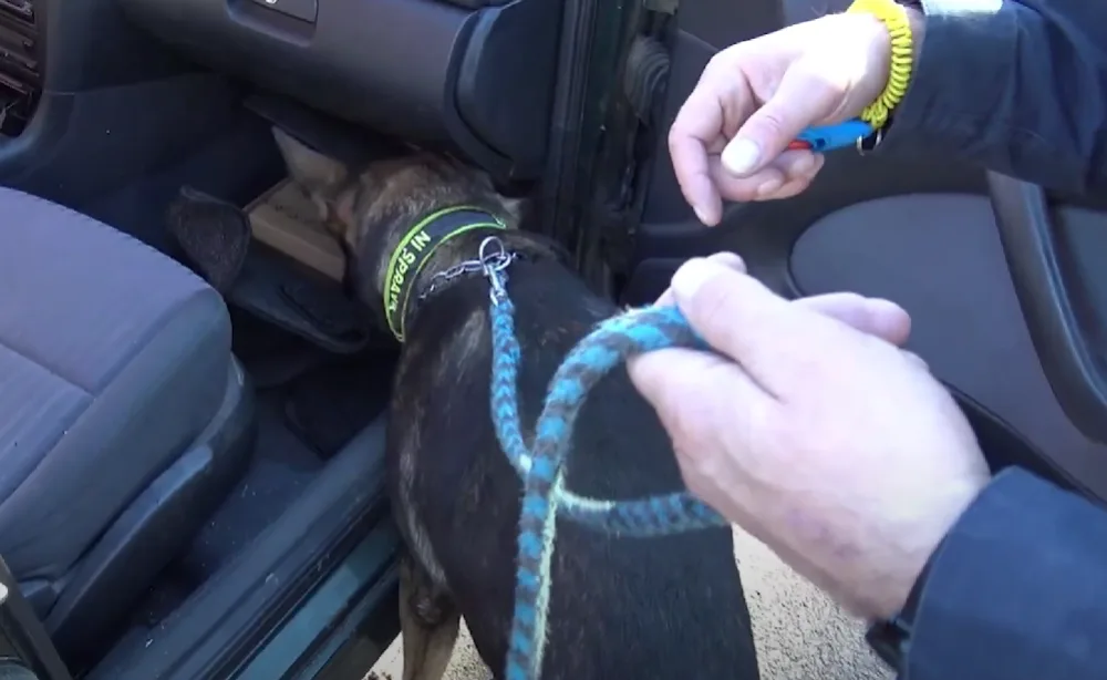 VIDEO: Drogy si na tržnici předávali v kabelkách a taškách, celníci zadrželi tři Vietnamce