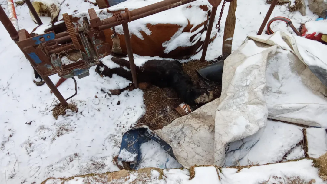 Autoři petice požadují odvolání ředitelky veterinární správy, poslední kapkou byl případ otřesného týrání zvířat