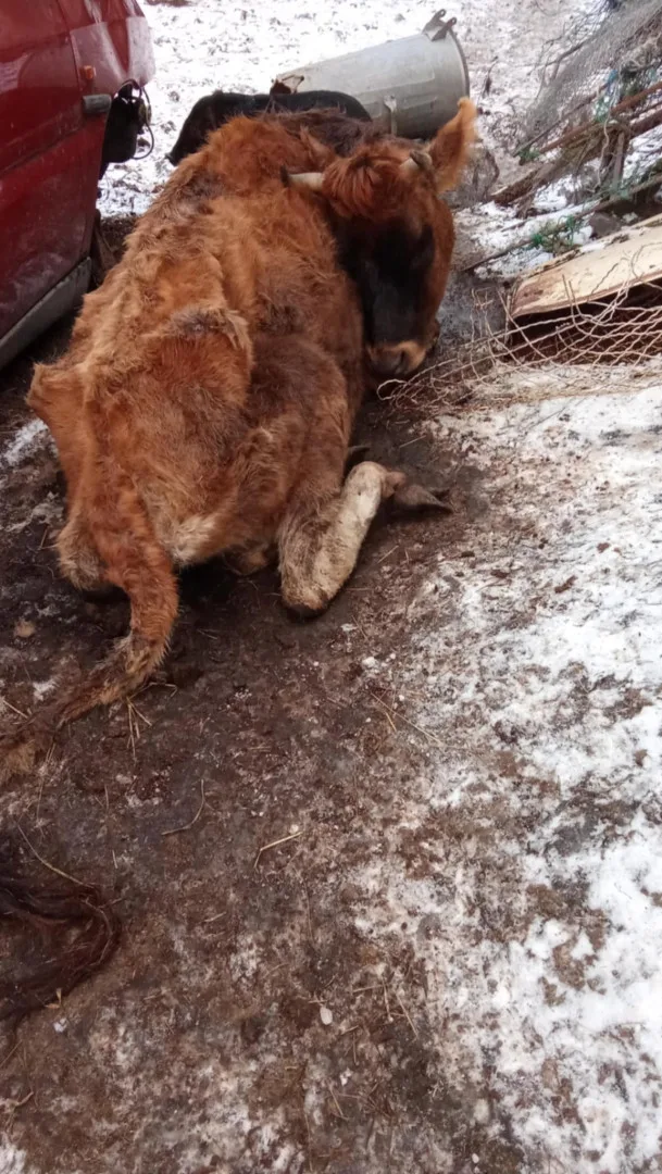 Autoři petice požadují odvolání ředitelky veterinární správy, poslední kapkou byl případ otřesného týrání zvířat