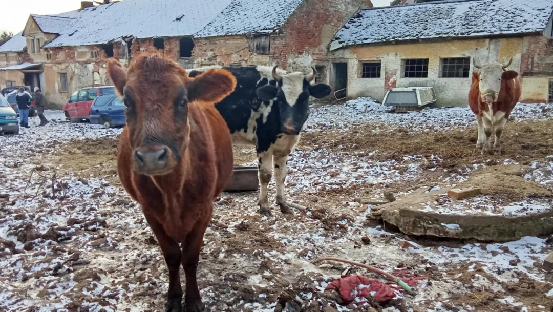 Autoři petice požadují odvolání ředitelky veterinární správy, poslední kapkou byl případ otřesného týrání zvířat