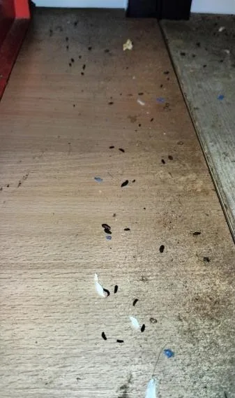 Mrtvá myš ve skladu restaurace a všude kolem bobky, inspektoři uložili provozovateli částečný zákaz
