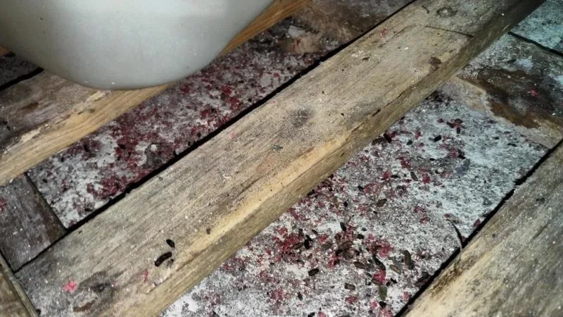 Mrtvá myš ve skladu restaurace a všude kolem bobky, inspektoři uložili provozovateli částečný zákaz