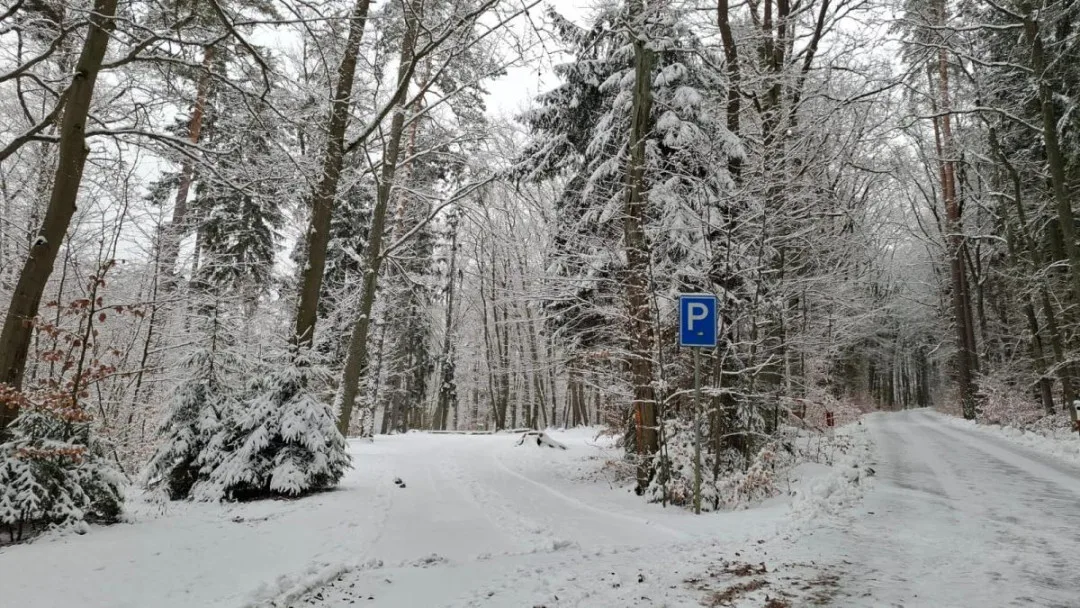 Prázdné parkoviště a auta rozesetá po lese, strážníci opakovaně upozorňují na nešvar řidičů