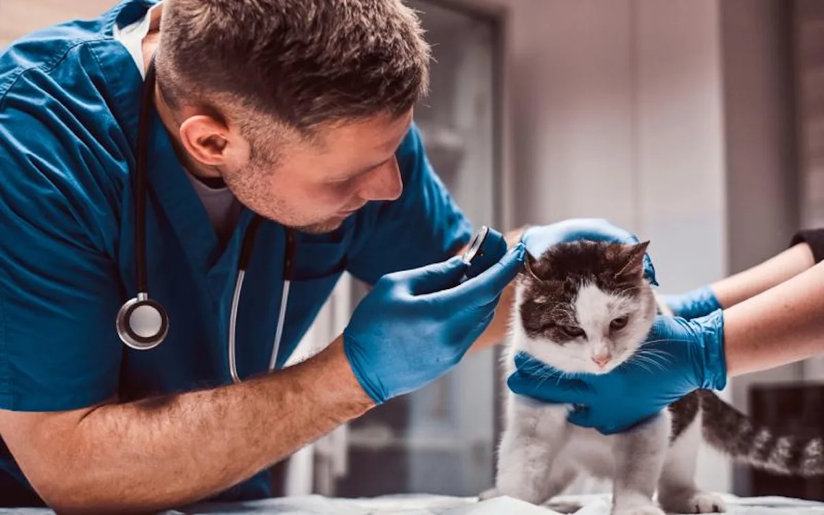 Karlovarský kraj jedná o využití objektu v Dalovicích pro veterinární pohotovost.