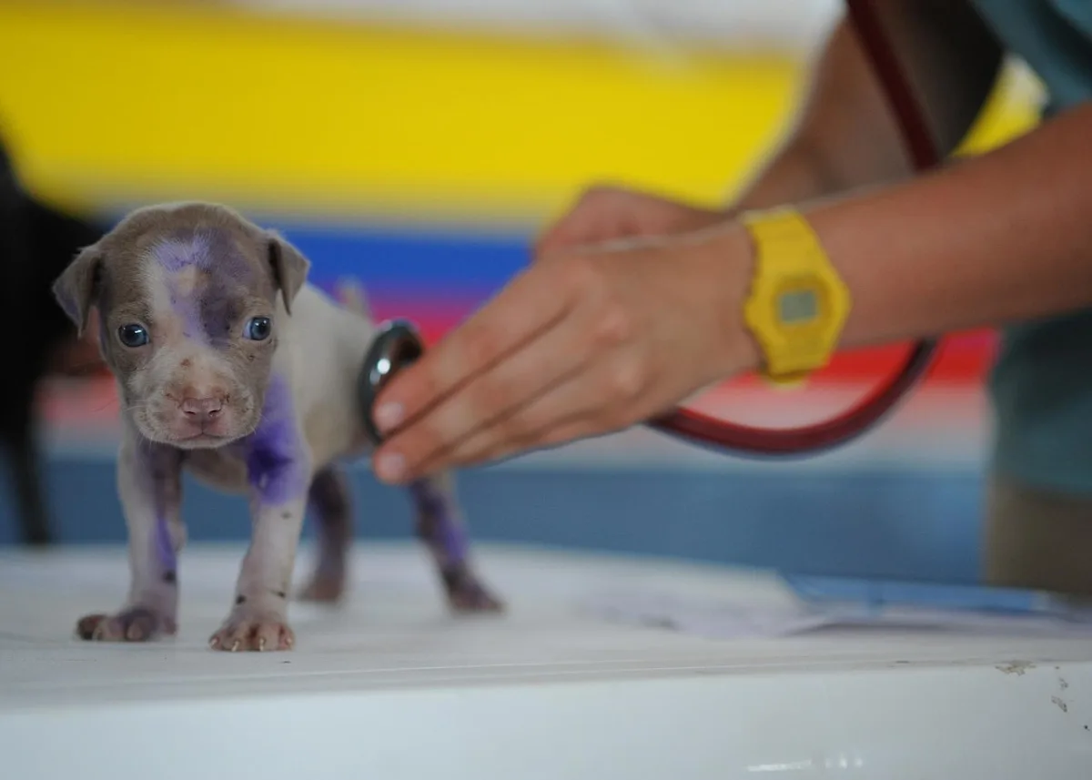 Veterinární služba první pomoci v kraji pokračuje další dva měsíce.