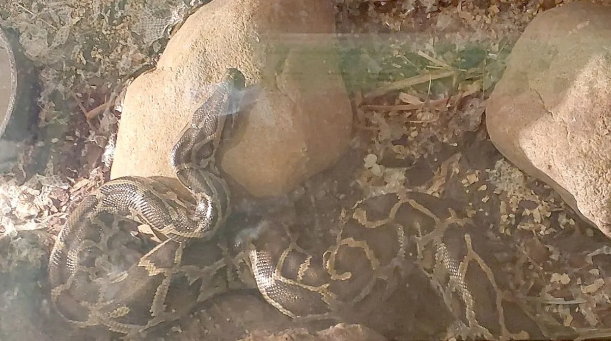 Had se majiteli omotal kolem krku. Muže v Hroznětíně zachraňovali hasiči.