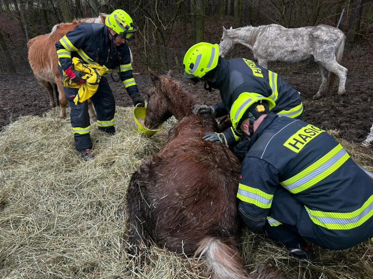 Hasiči v Noskově zachraňovali koně. Na pomoc vyrazil i jeřáb