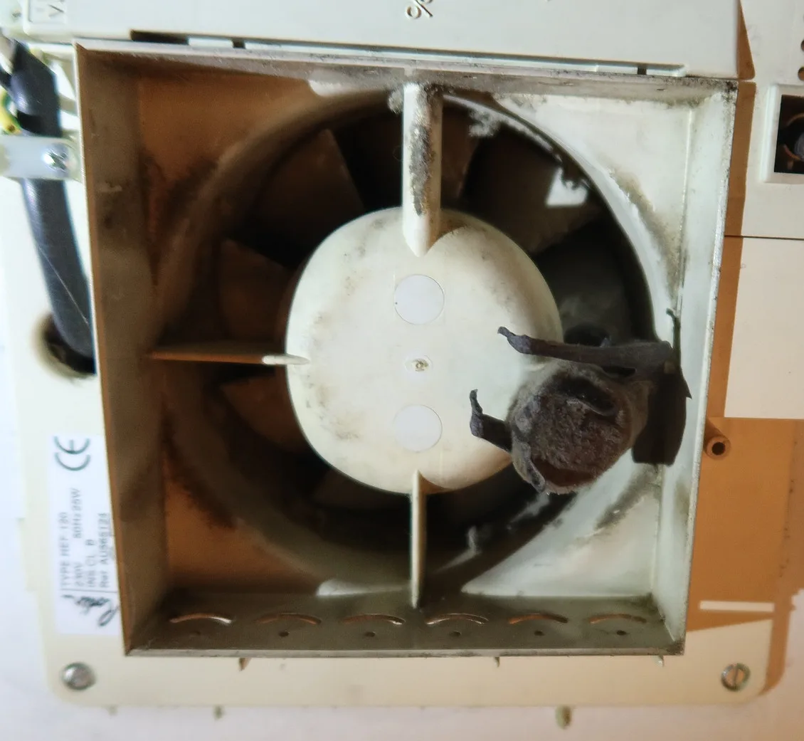 Záchrana netopýra z ventilátoru