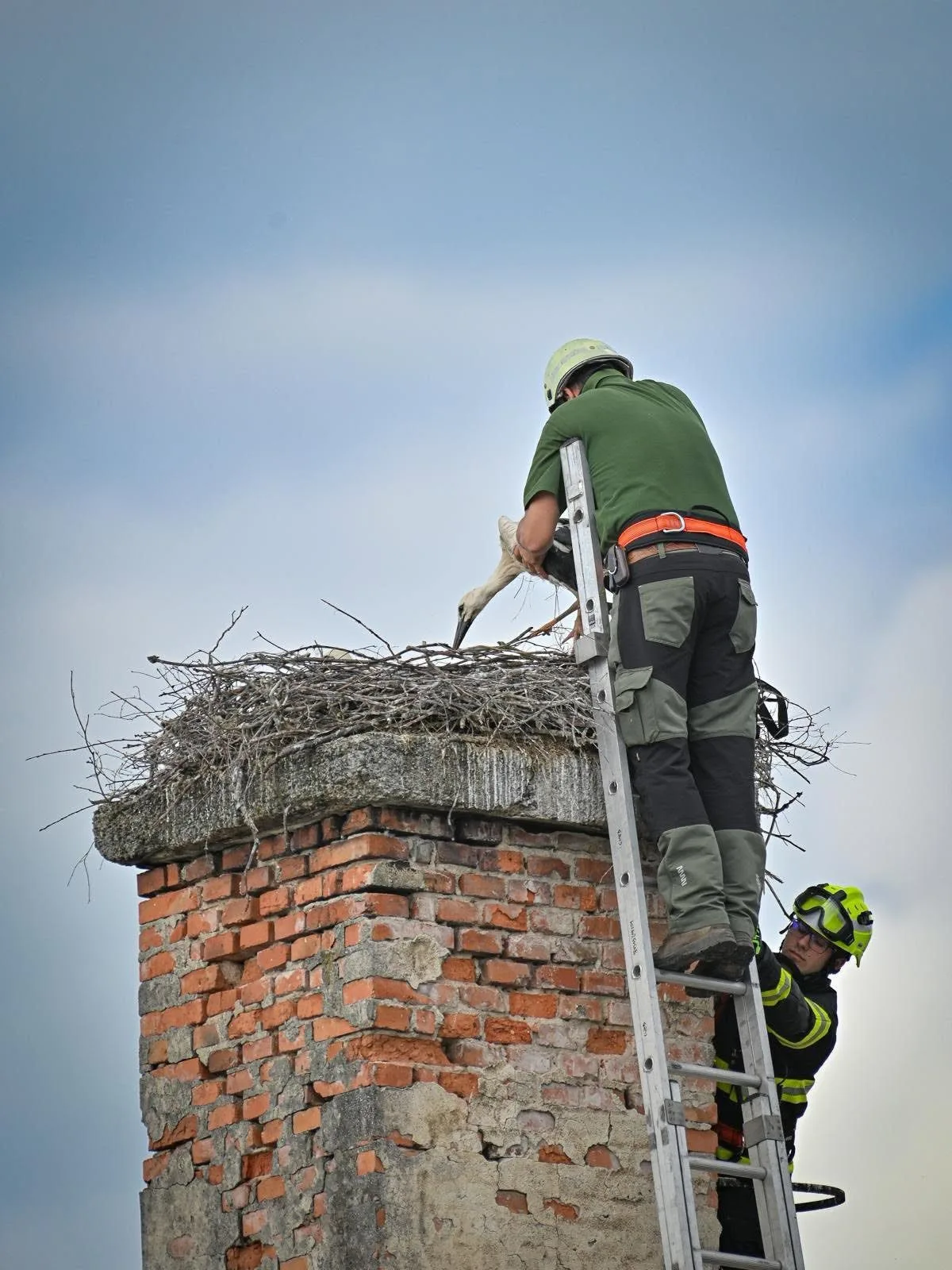 FOTO: Ve Františkových Lázních zachraňovali čapí mládě. Muselo okamžitě na operaci