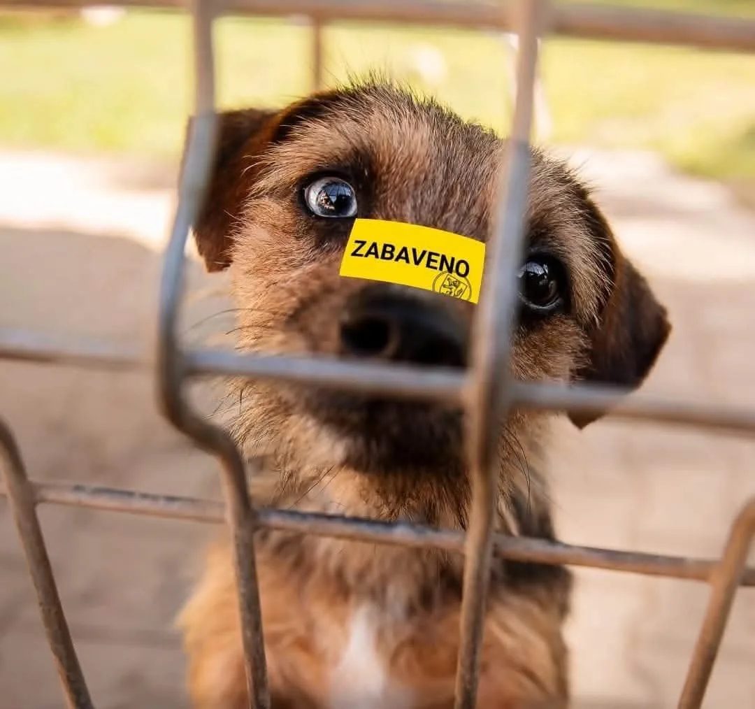 Frisco je jedním ze psů, kteří zatím nemohou do adopce.