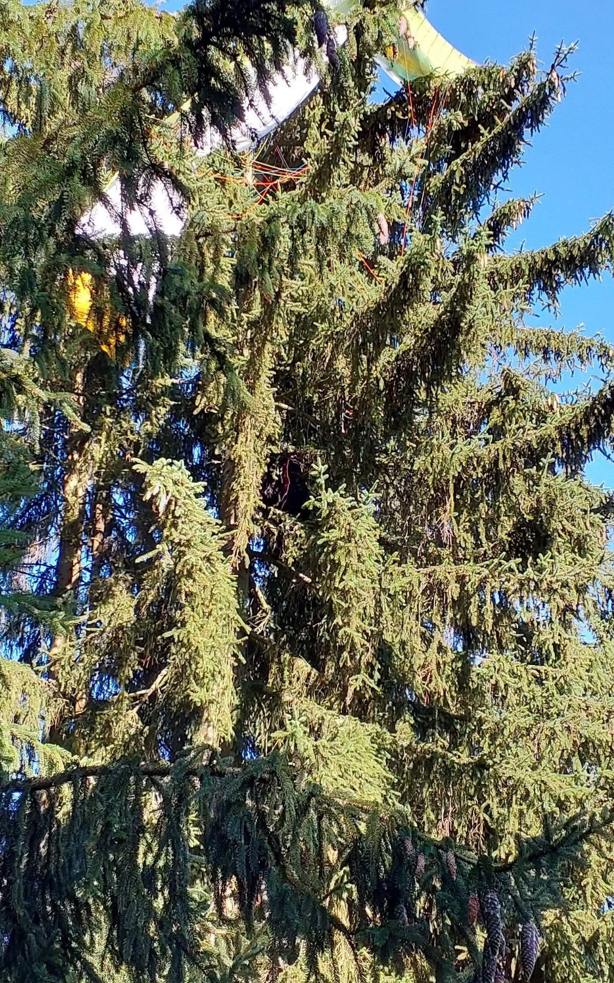 Paraglidista uvízl vysoko na smrku u Třebouňského vrchu.