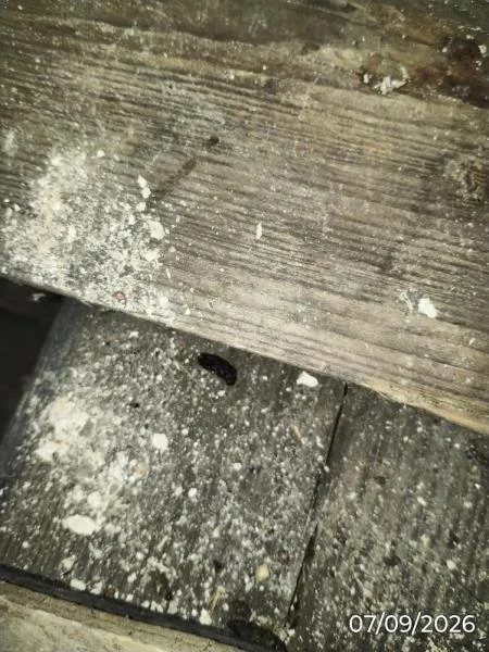 V karlovarské restauraci našli myší trus. Inspektoři zakázali používat část provozovny
